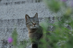 あいつだったのか！