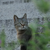 あいつだったのか！