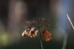 豊島北原神社の枯れ花