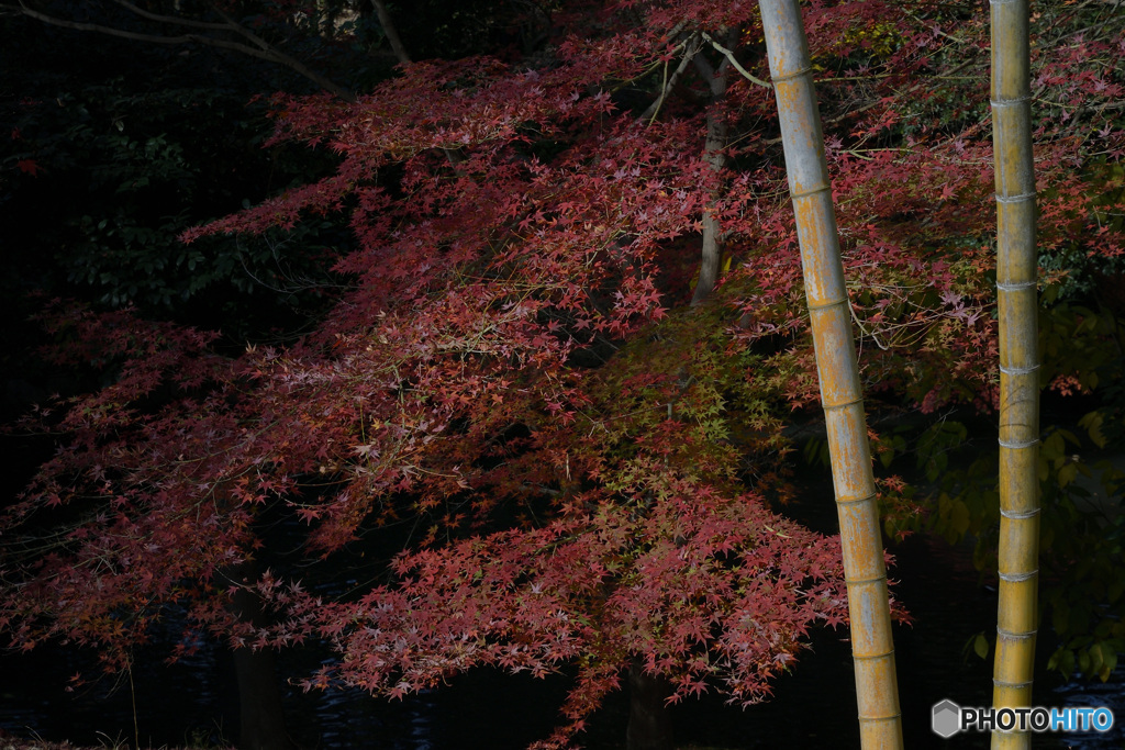 青竹にもみじ