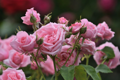 にぎやかな薔薇