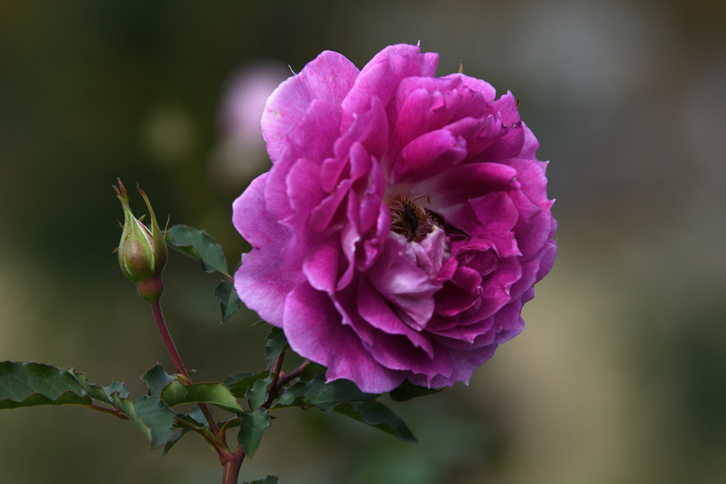 紫の花びら