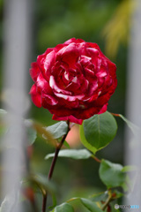 格子の間から見つめる