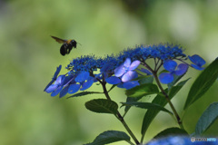 紫陽花にクマバチ２