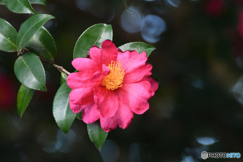 半田山のさざんか