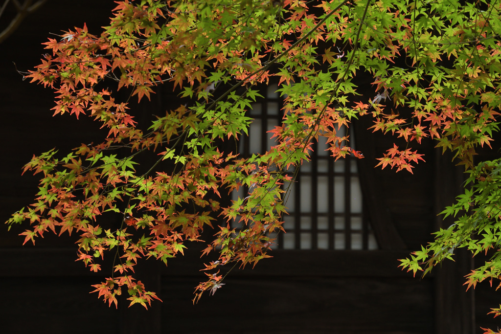 華頭窓に紅葉