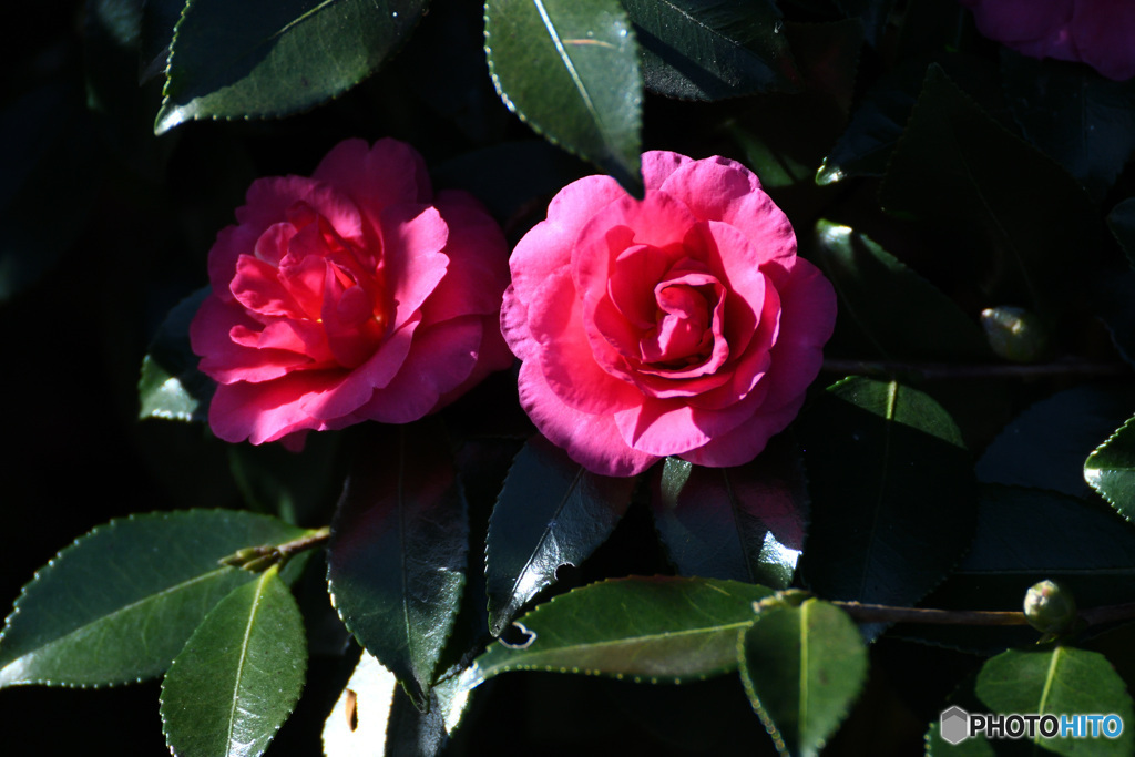 三徳園のさざんか２