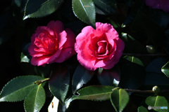 三徳園のさざんか２