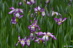 岡山後楽園の花菖蒲