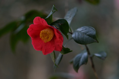 うつむきかけた～♪