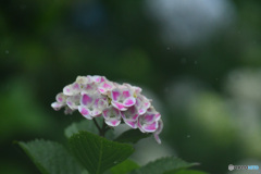 さくら貝みたい