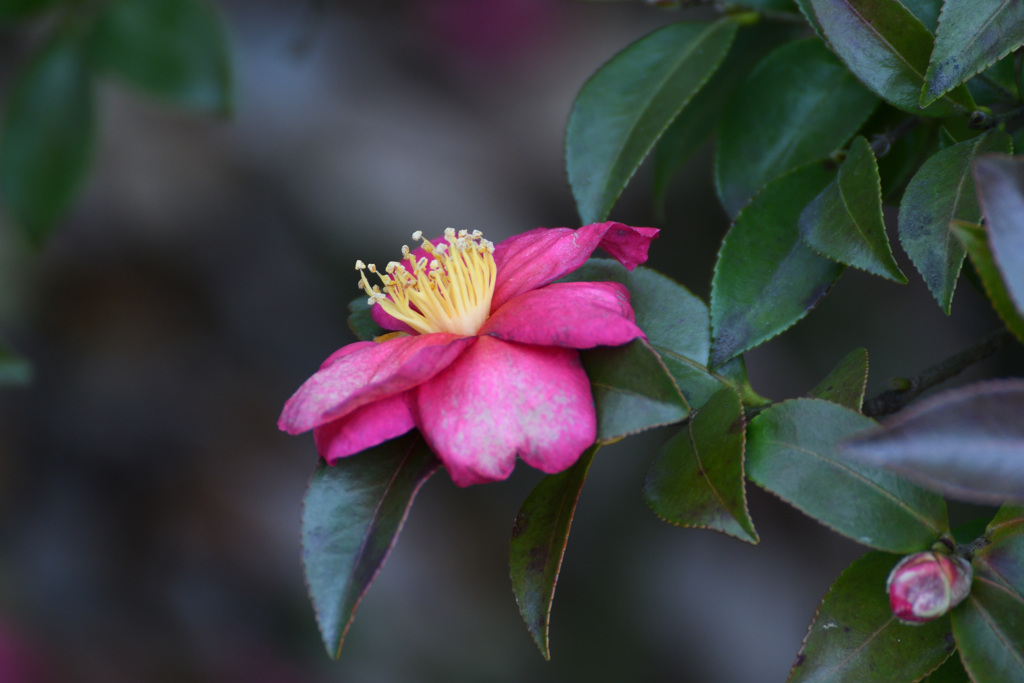 老いても美しい