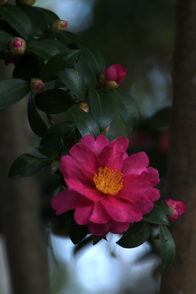 さざんかの花２