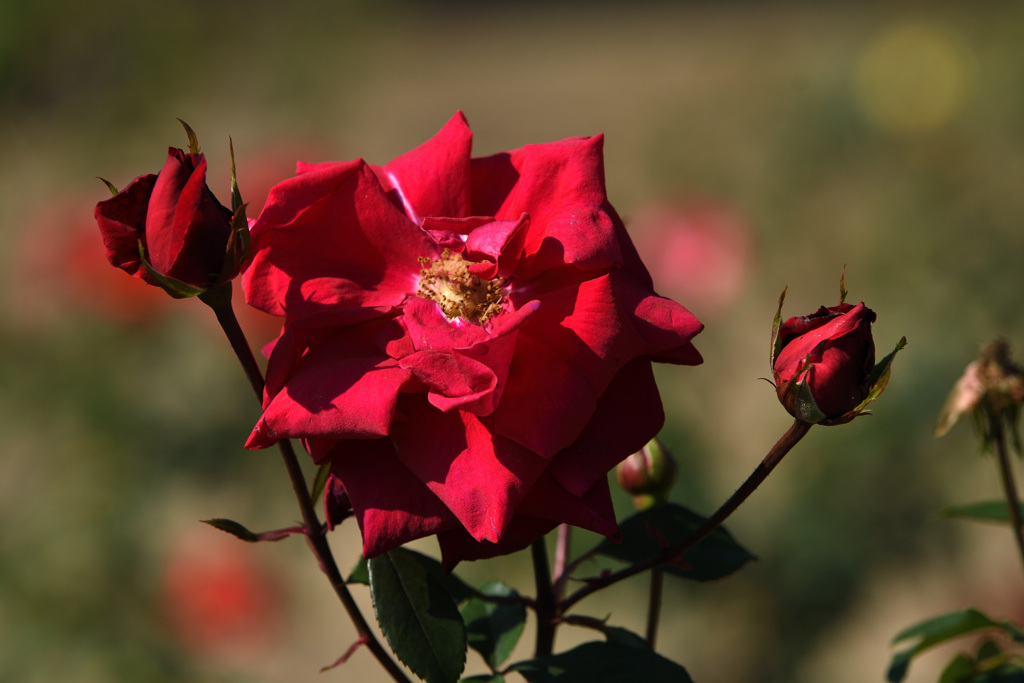 晴天の薔薇２