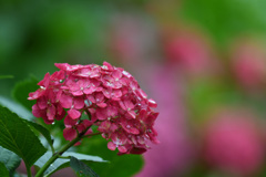 今年もありがとう