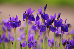 お寺の花菖蒲２