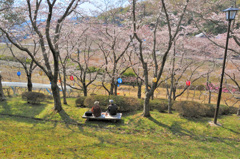二人だけの花見