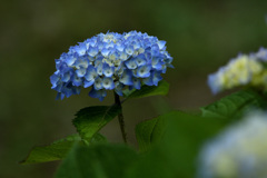 青紫の紫陽花