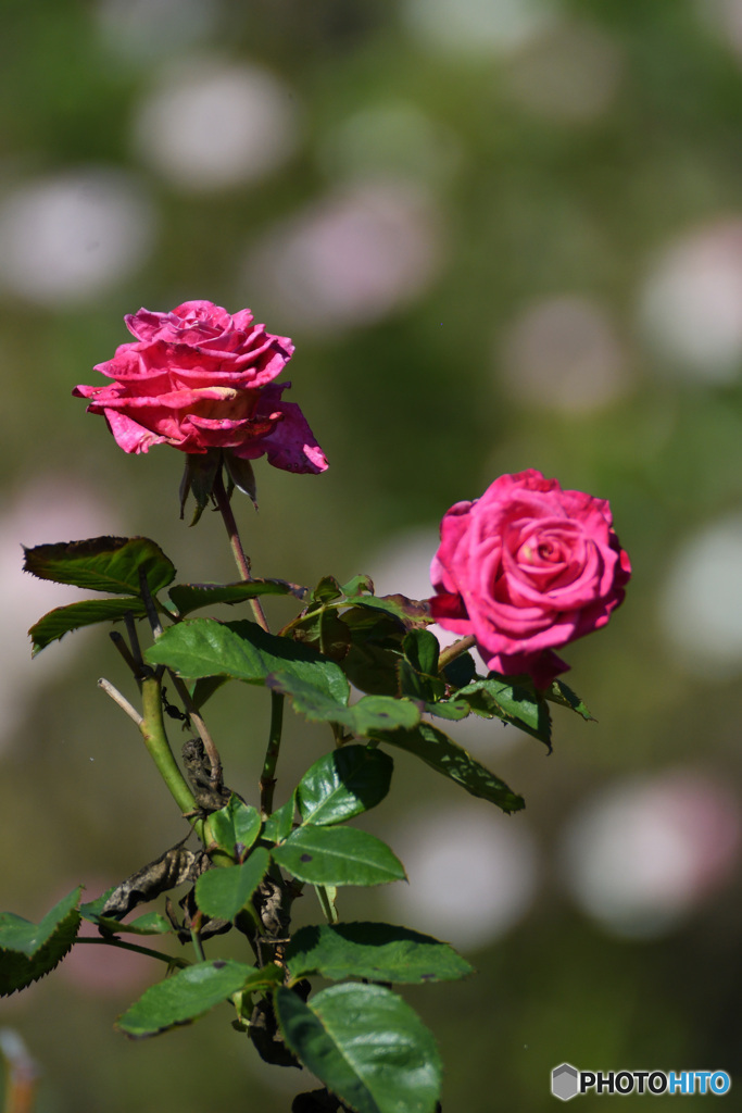 バラのステージ