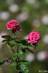 バラのステージ