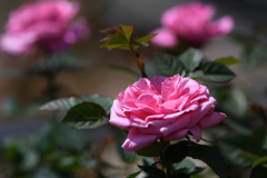 花屋の薔薇