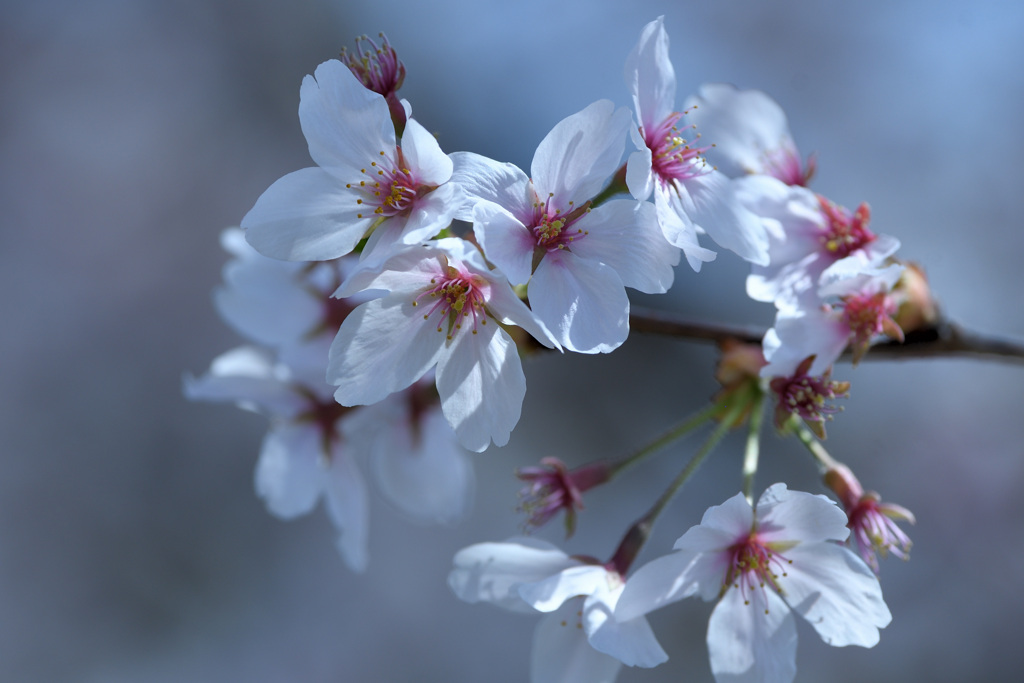 本日の桜