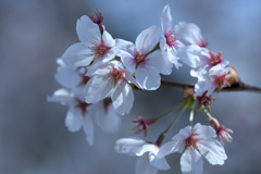 本日の桜