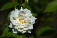 初秋の白バラ