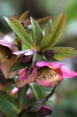 クリスマスローズ