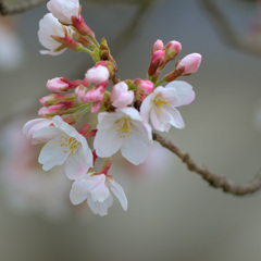 お寺の桜