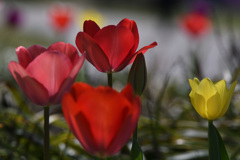 公園の花壇