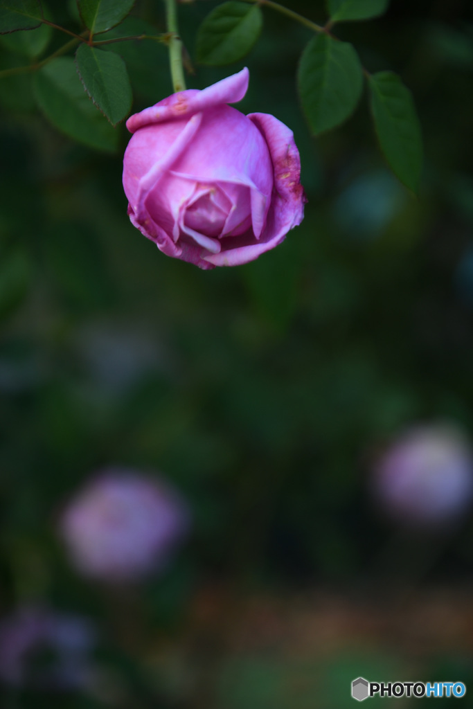 英国庭園の薔薇３