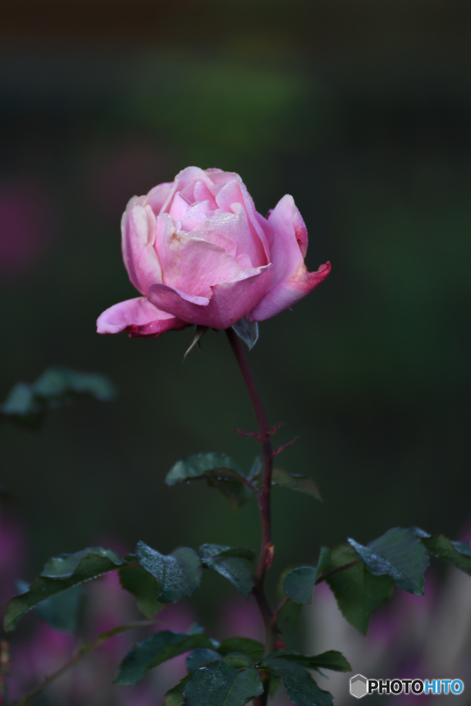 まだ頑張ってます