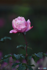 まだ頑張ってます