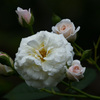 秋の八重薔薇