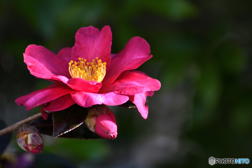 パーと咲こう花咲こう