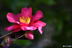 パーと咲こう花咲こう