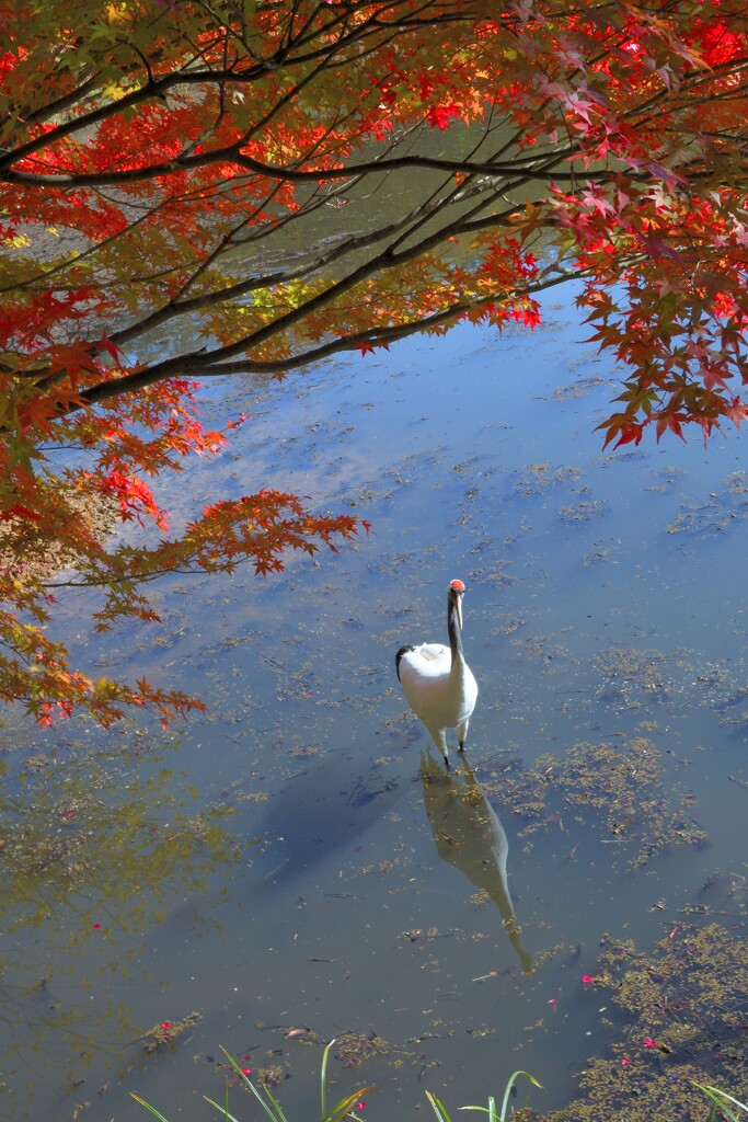 紅葉に鶴