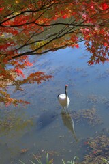 紅葉に鶴