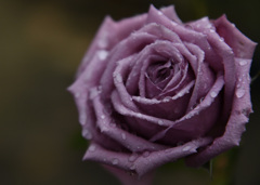 雨が降っていた