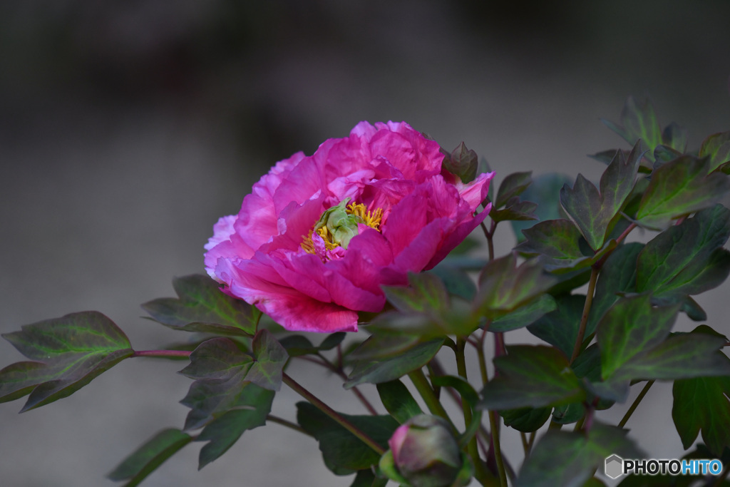 ボタンまでマスクを