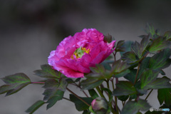 ボタンまでマスクを