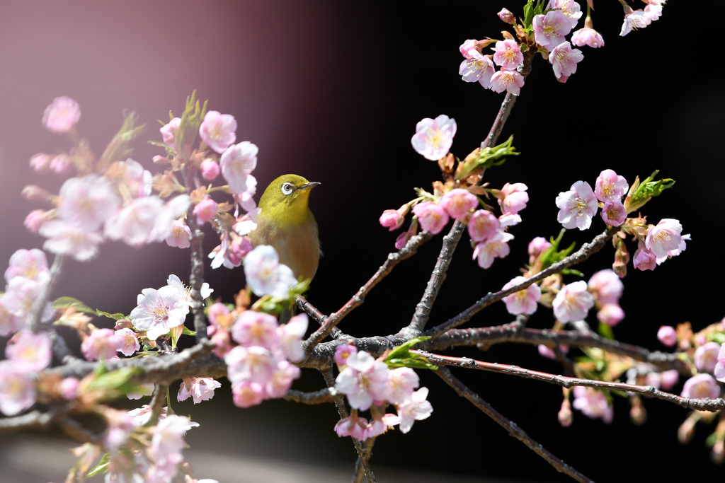 葉桜になってきたな、