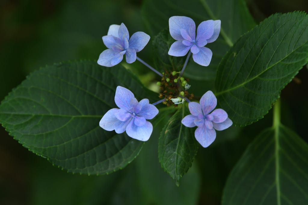 線香花火