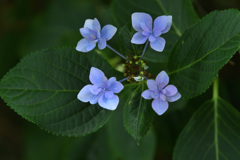 線香花火