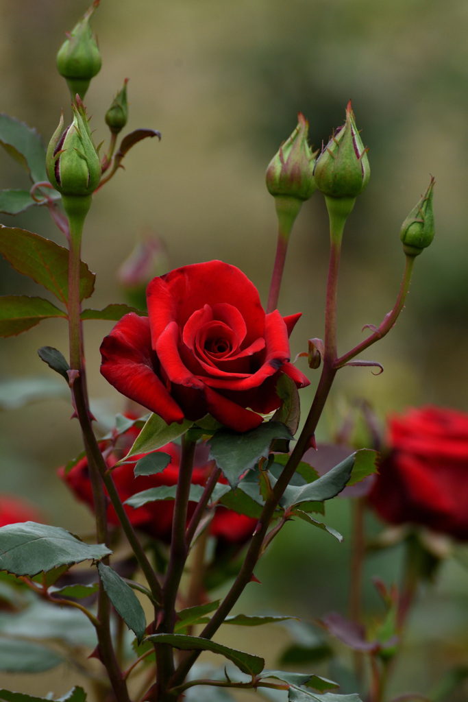 バラ園の赤い薔薇