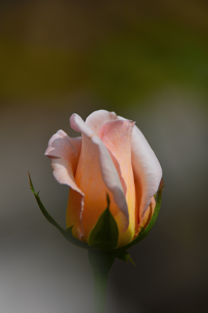 蕾