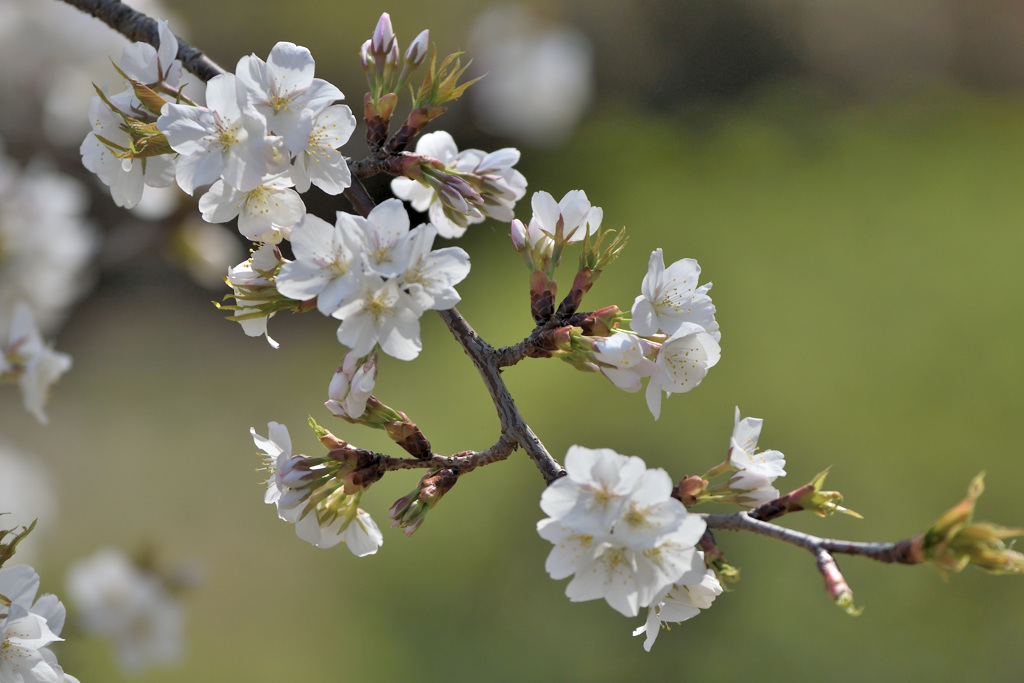バラ園の桜