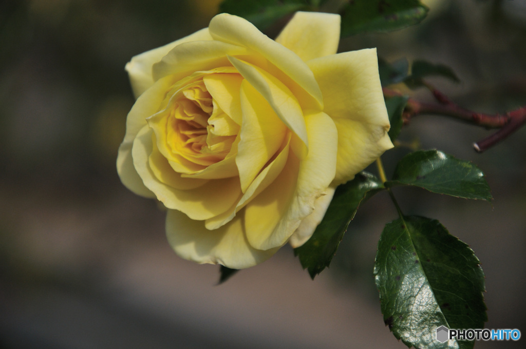 12月の薔薇