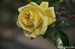 12月の薔薇
